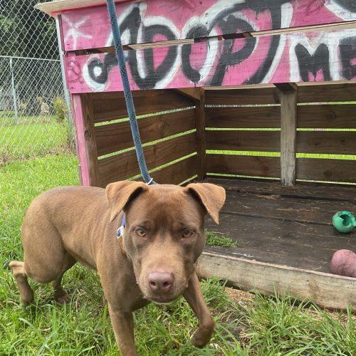 Patty, a Adoptable American Staffordshire Terrier in Fort Lauderdale, FL image 6/6