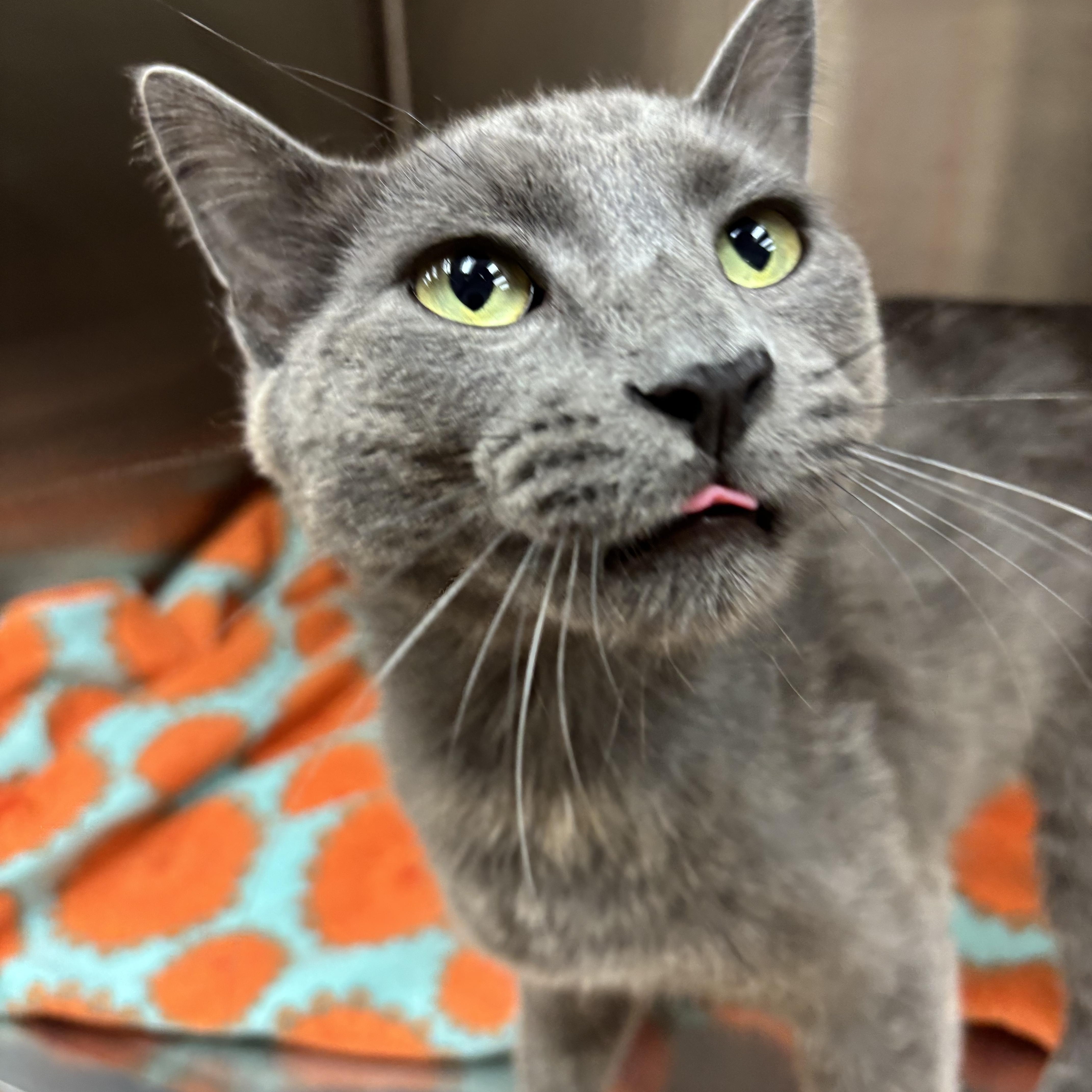 Ash, a ADOPTABLE Domestic Short Hair in Carthage, MS image 4/4