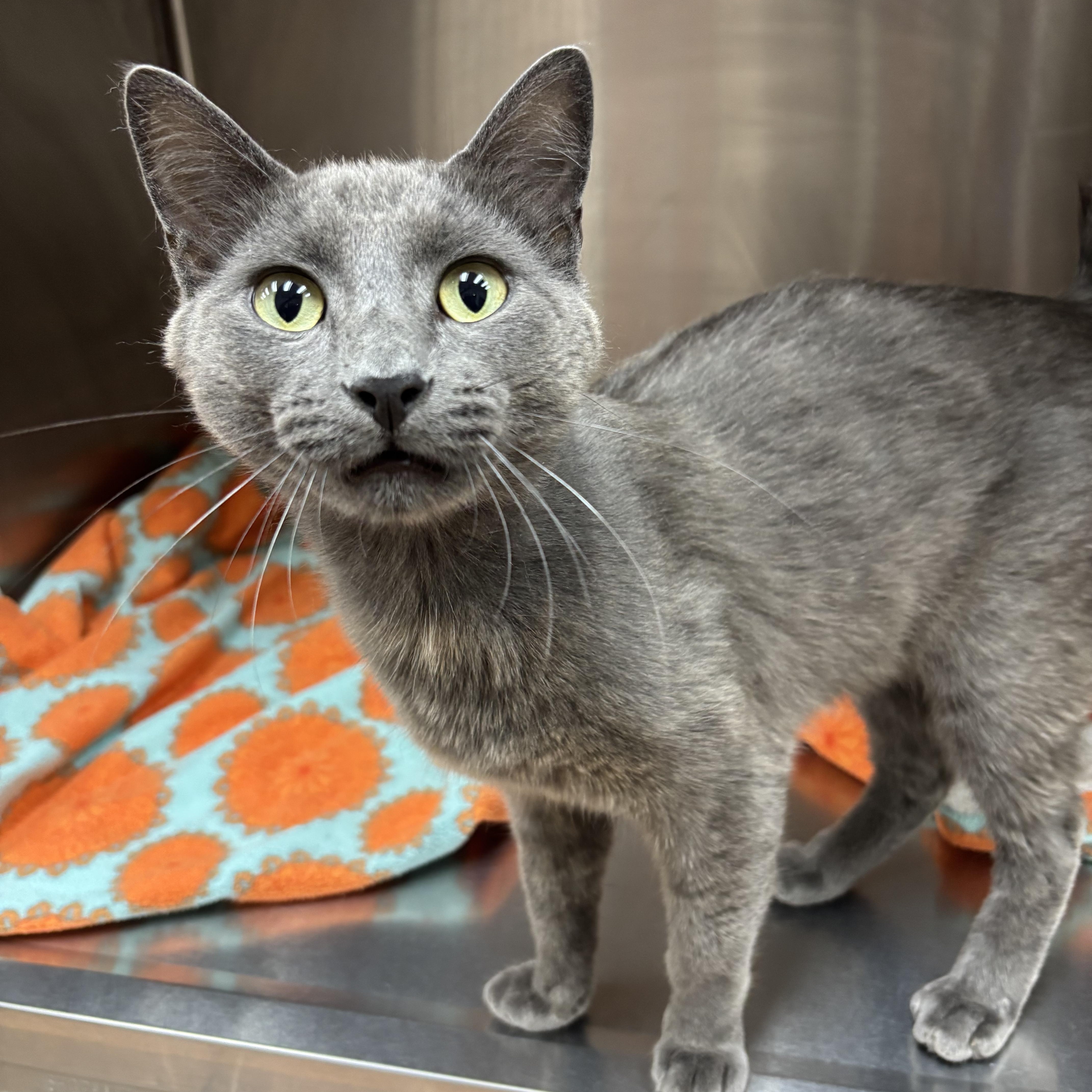 Ash, a ADOPTABLE Domestic Short Hair in Carthage, MS image 2/4