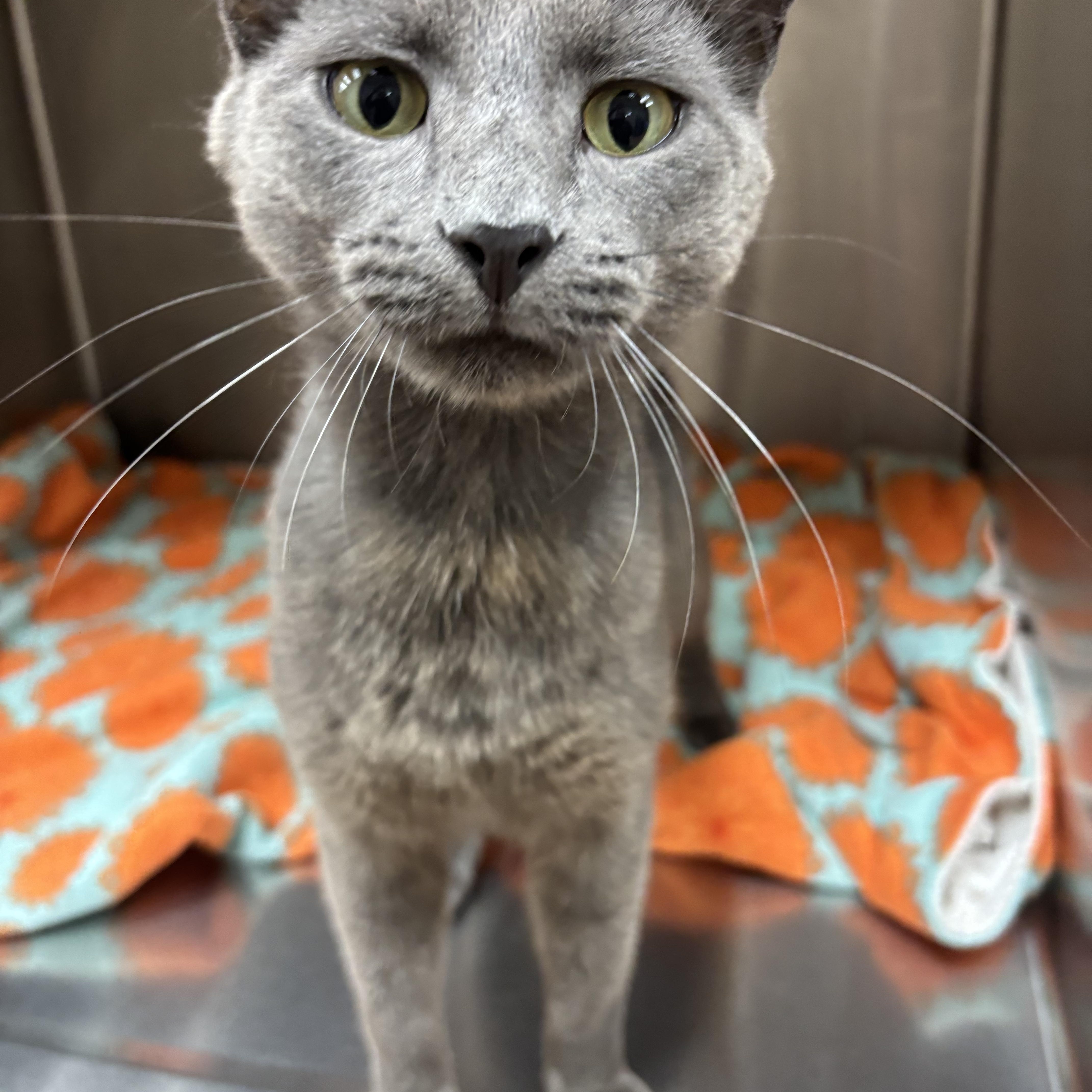 Ash, ADOPTABLE, Adult Male Domestic Short Hair.