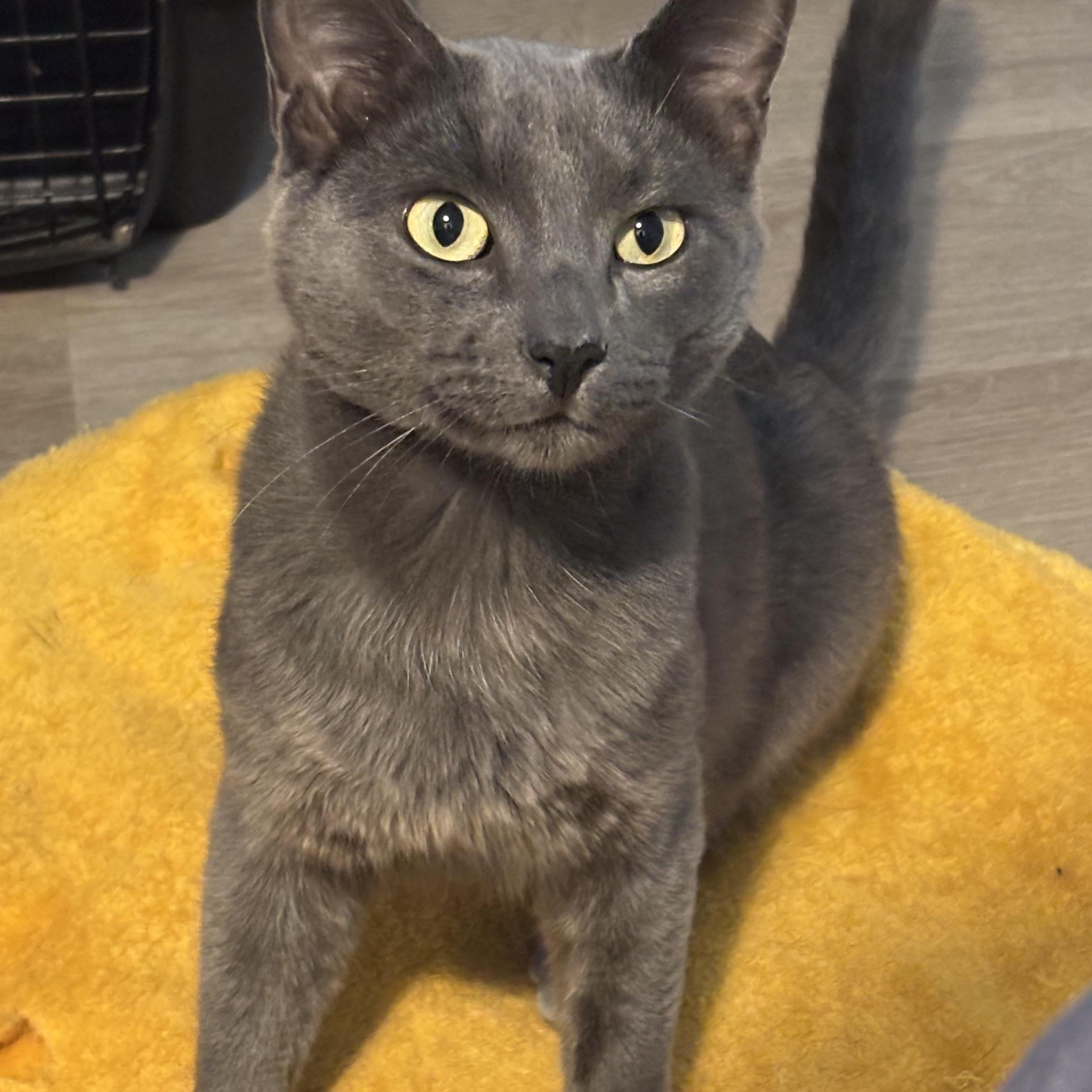 Ash, a ADOPTABLE Domestic Short Hair in Carthage, MS image 3/4