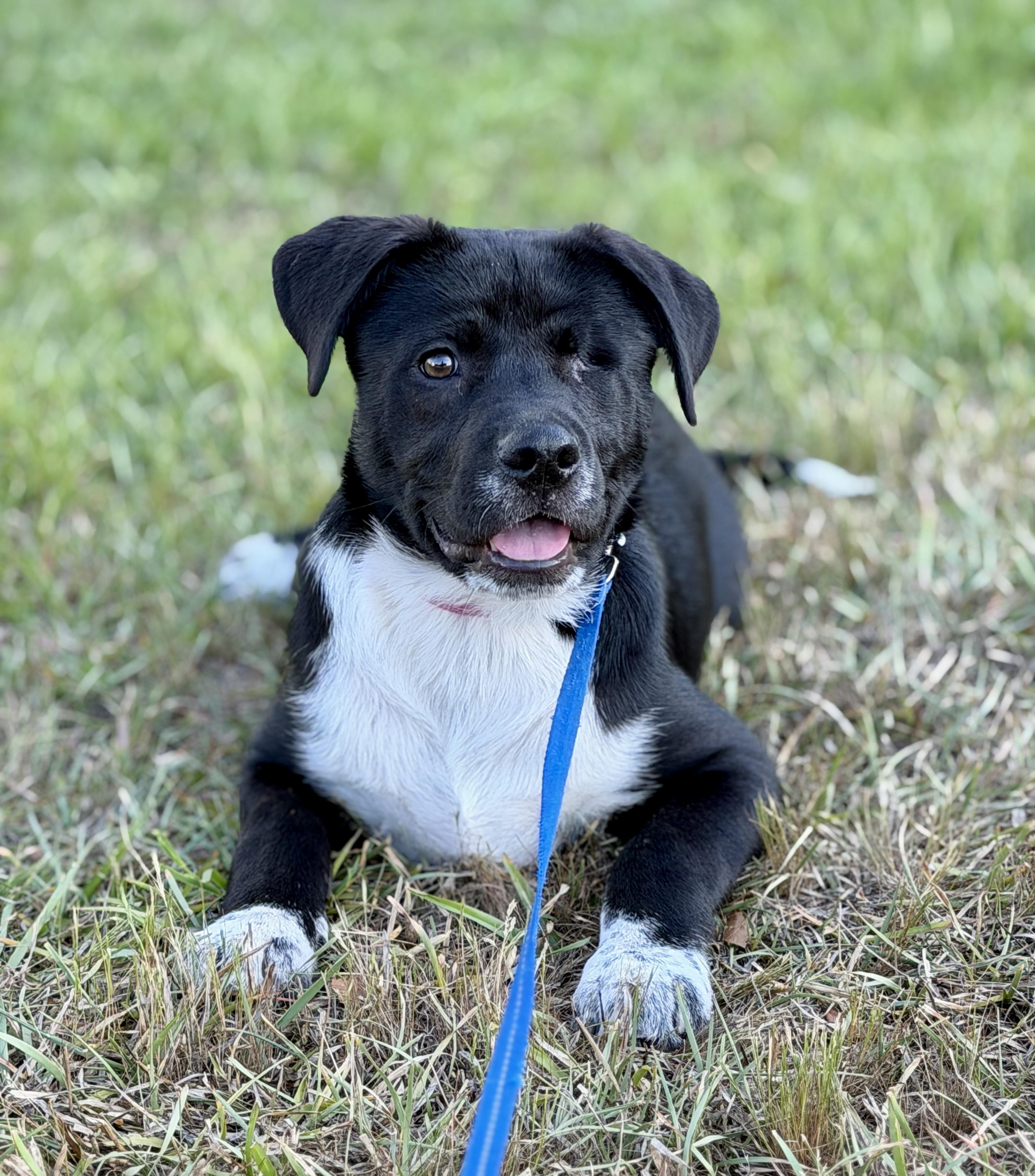 Enlarge Tilly, a ADOPTABLE mixed breed in Mt Pleasant, SC image 4/6