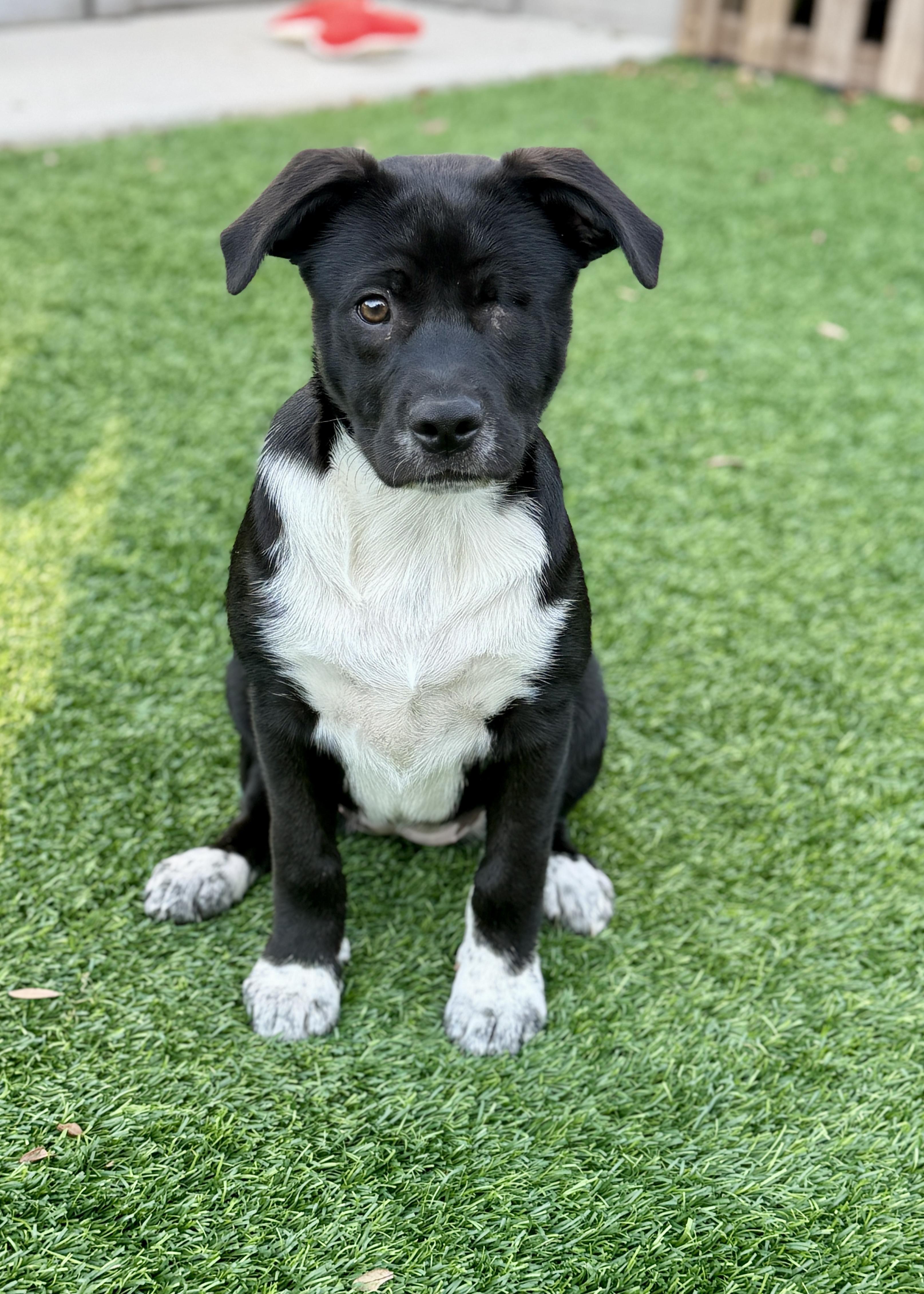 Enlarge Tilly, a ADOPTABLE mixed breed in Mt Pleasant, SC image 5/6