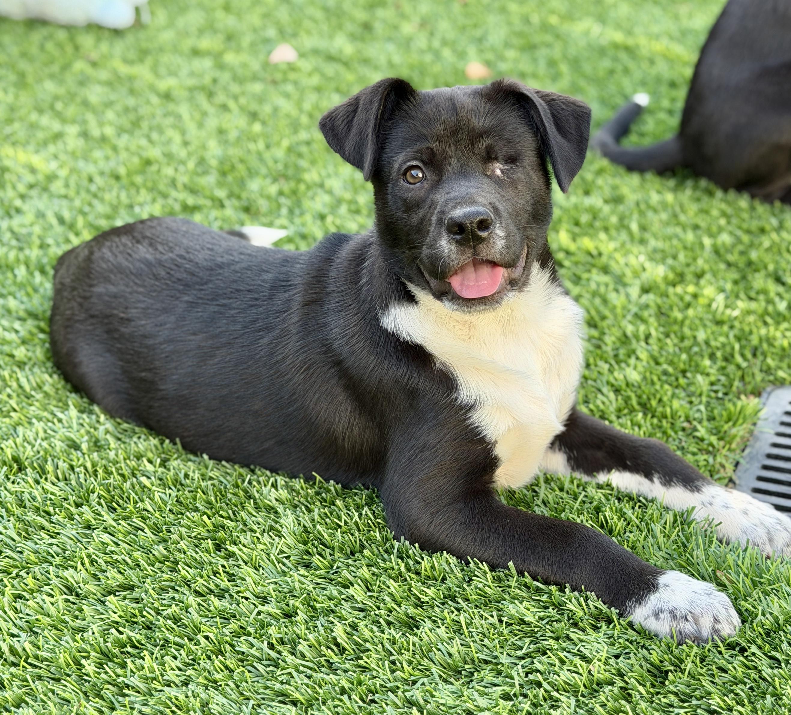 Enlarge Tilly, a ADOPTABLE mixed breed in Mt Pleasant, SC image 2/6