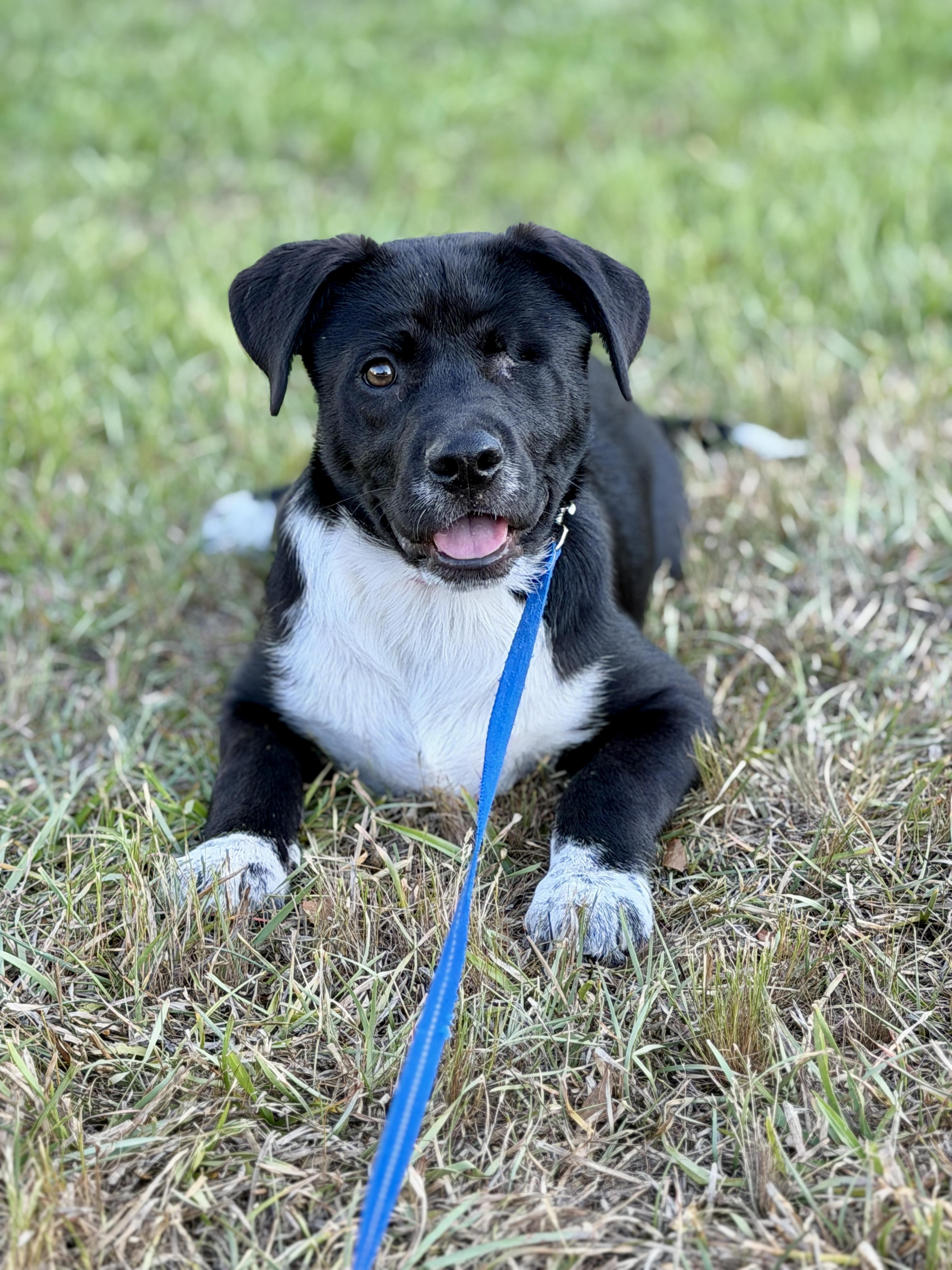 Tilly, ADOPTABLE, Puppy Female Mixed Breed.