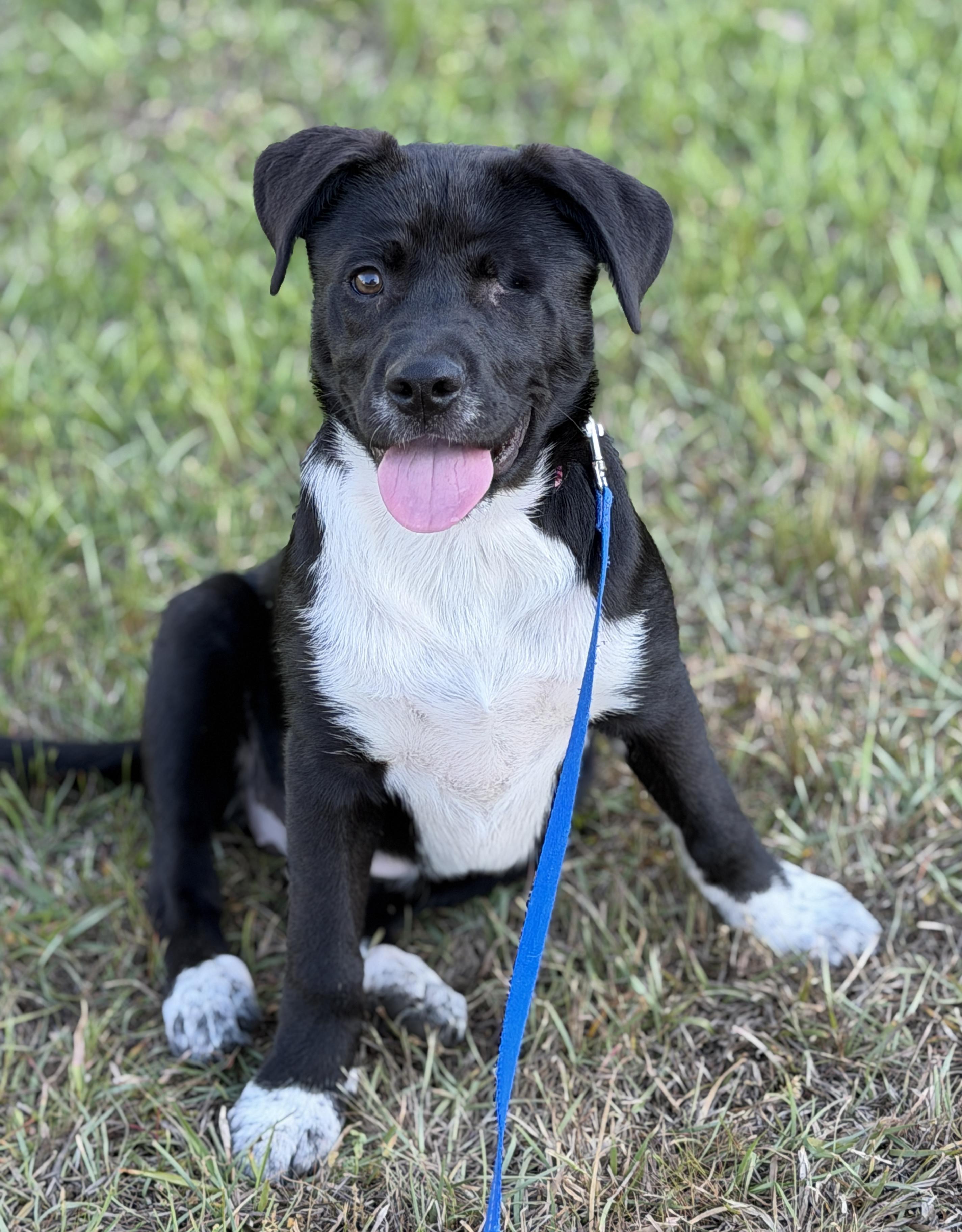 Enlarge Tilly, a ADOPTABLE mixed breed in Mt Pleasant, SC image 2/6