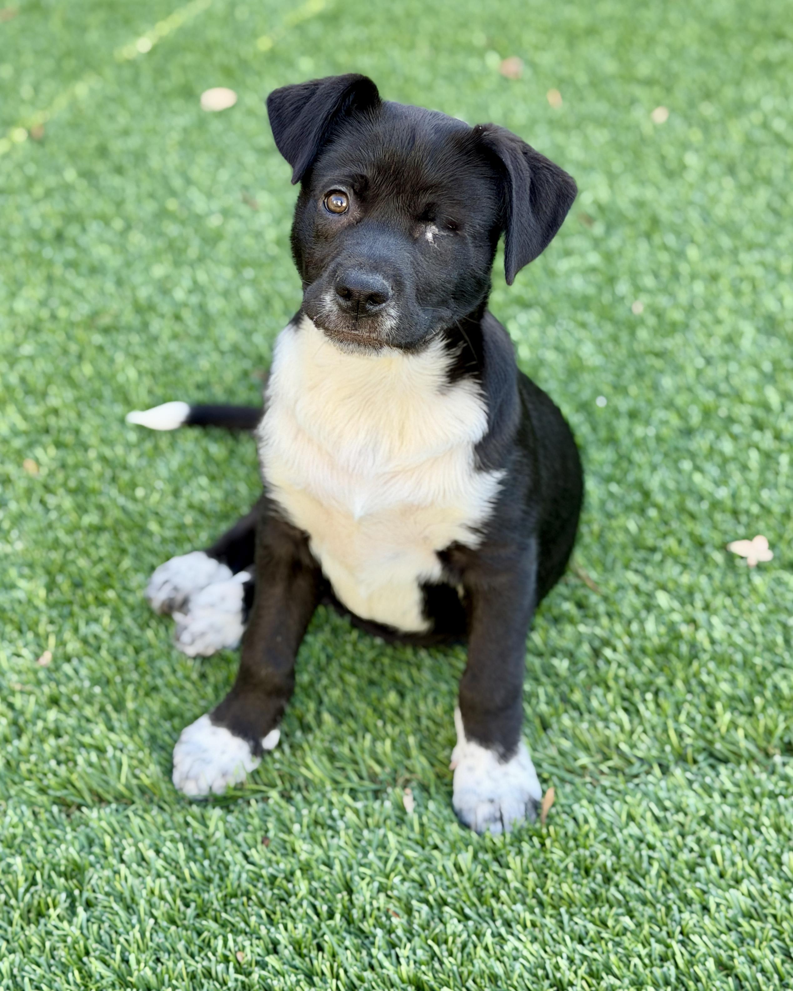 Enlarge Tilly, a ADOPTABLE mixed breed in Mt Pleasant, SC image 1/6