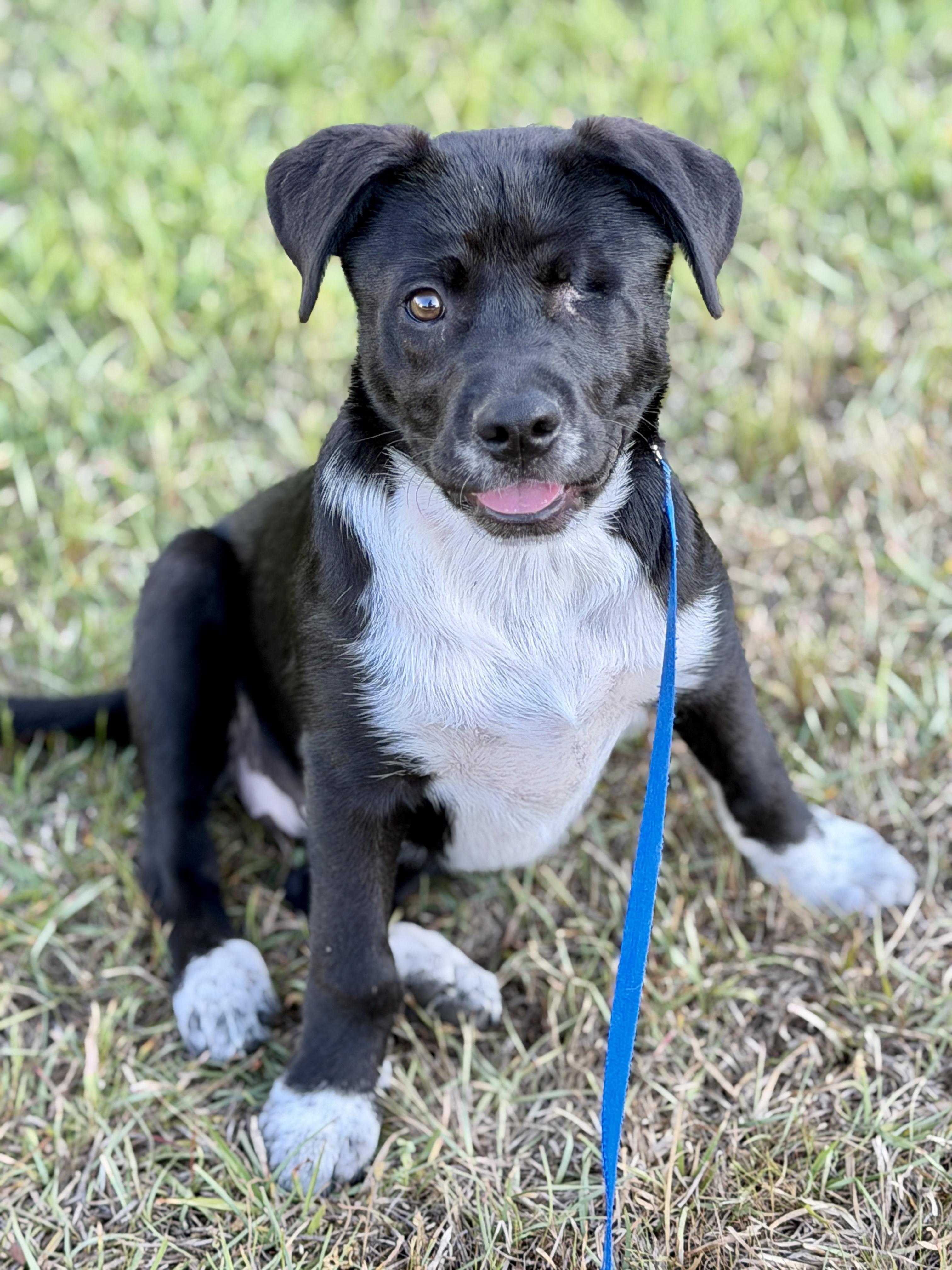 Enlarge Tilly, a ADOPTABLE mixed breed in Mt Pleasant, SC image 3/6