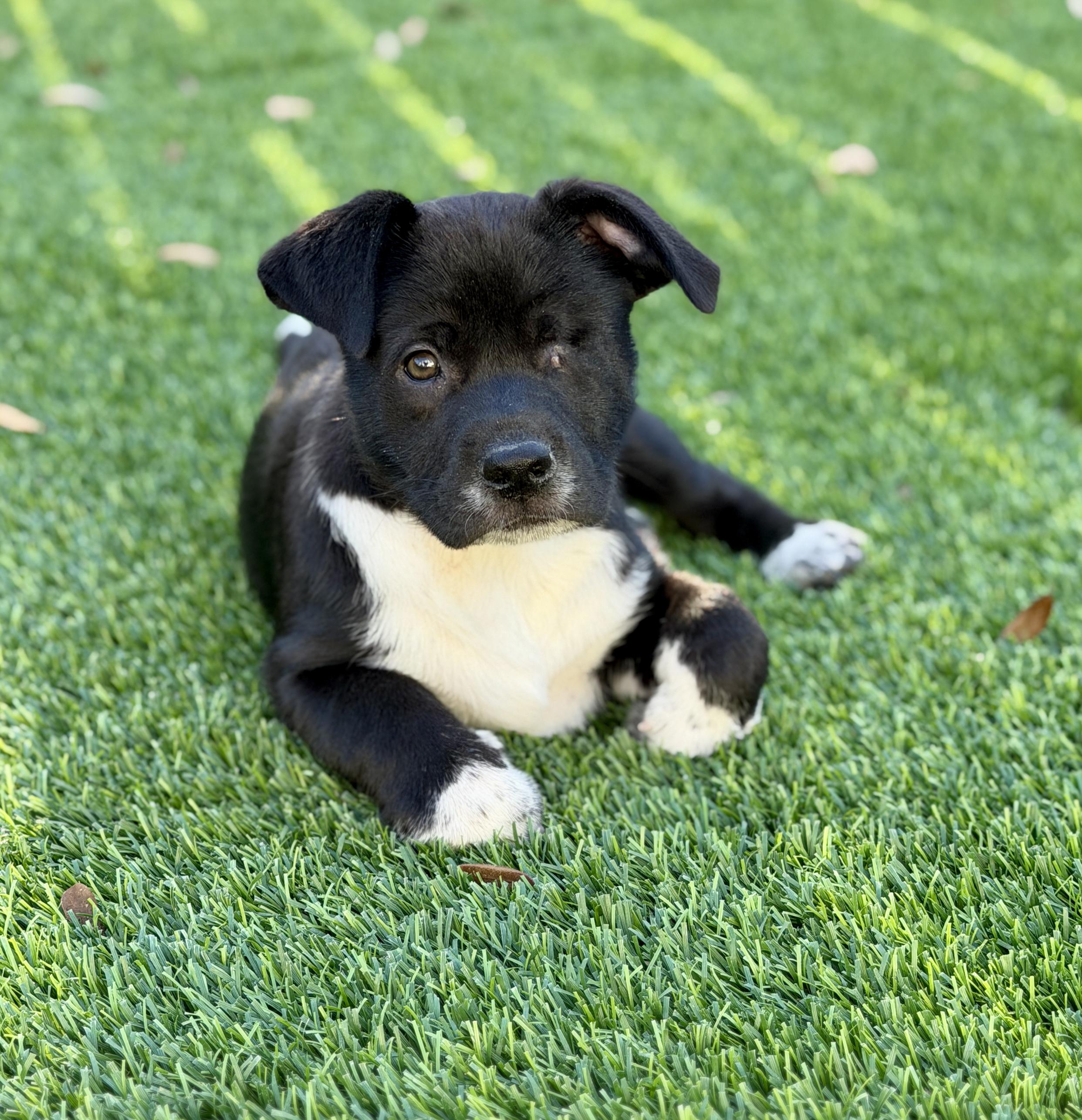 Enlarge Tilly, a ADOPTABLE mixed breed in Mt Pleasant, SC image 5/6