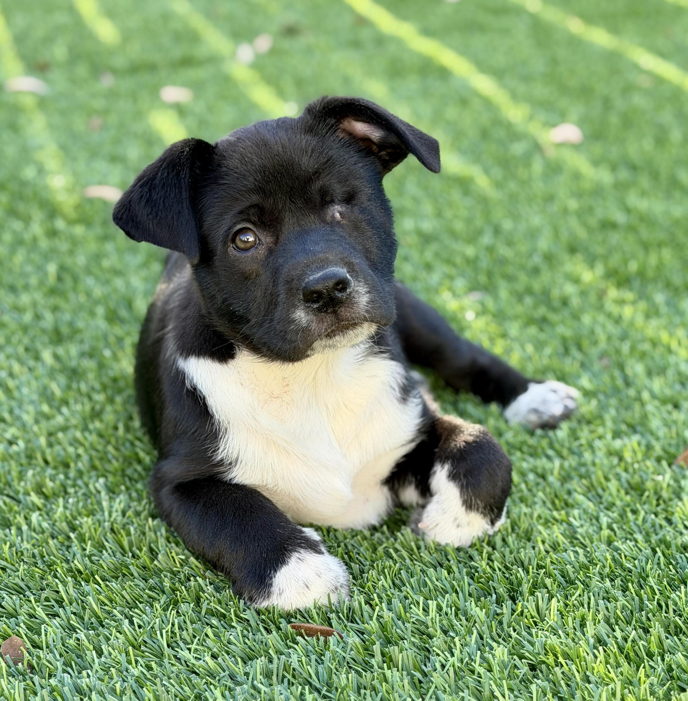 Enlarge Tilly, a ADOPTABLE mixed breed in Mt Pleasant, SC image 4/6
