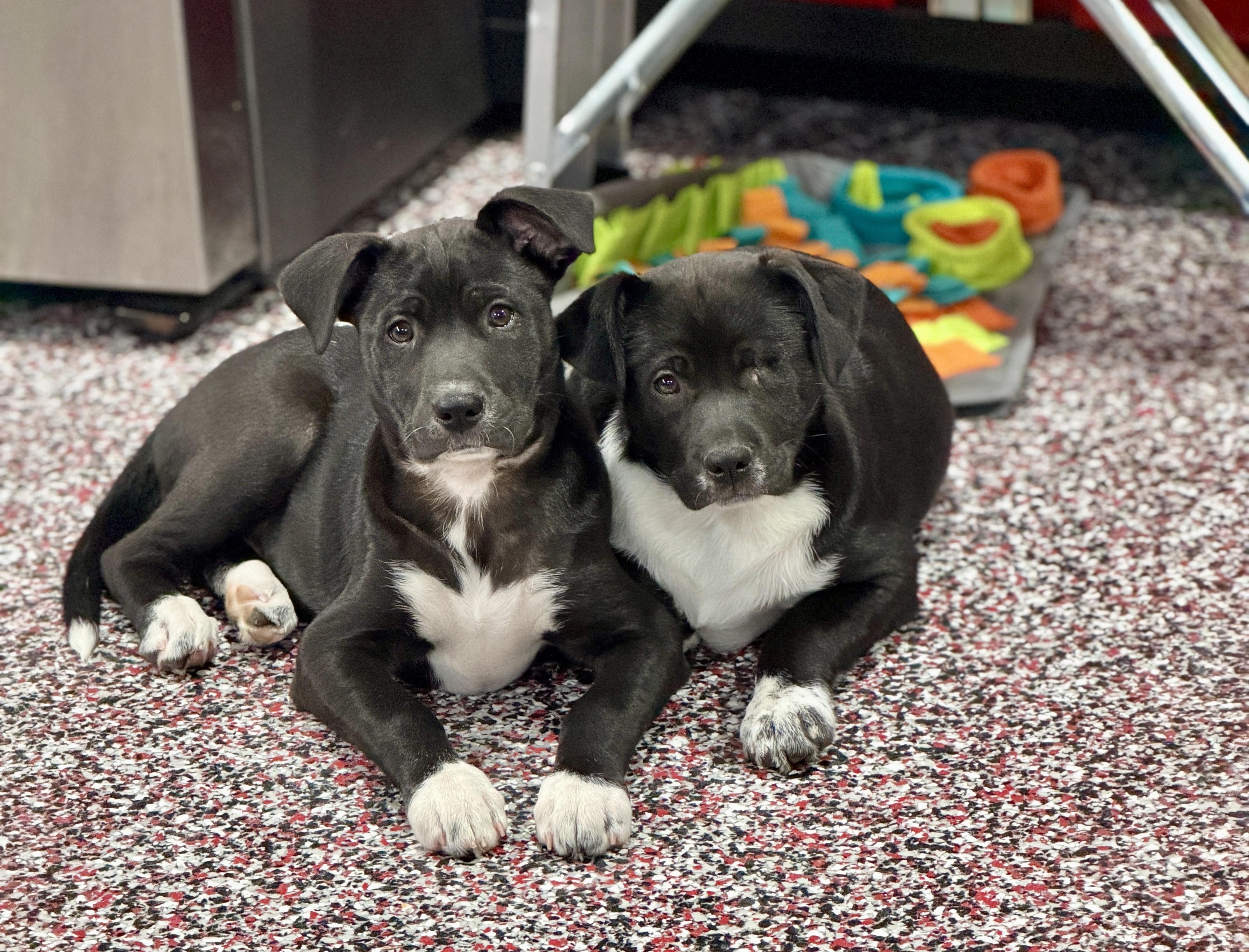 Enlarge Tilly, a ADOPTABLE mixed breed in Mt Pleasant, SC image 6/6