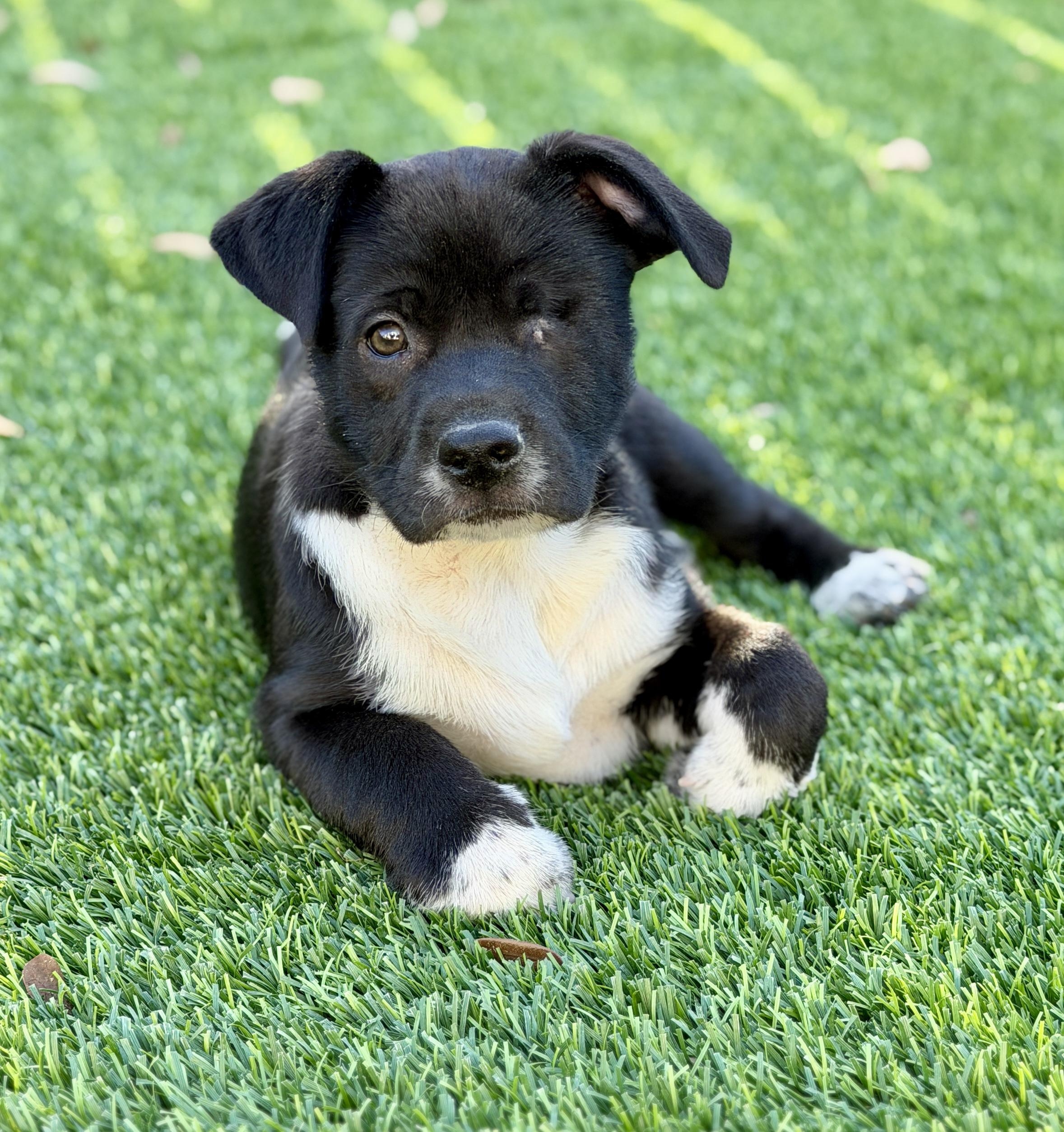 Enlarge Tilly, a ADOPTABLE mixed breed in Mt Pleasant, SC image 3/6