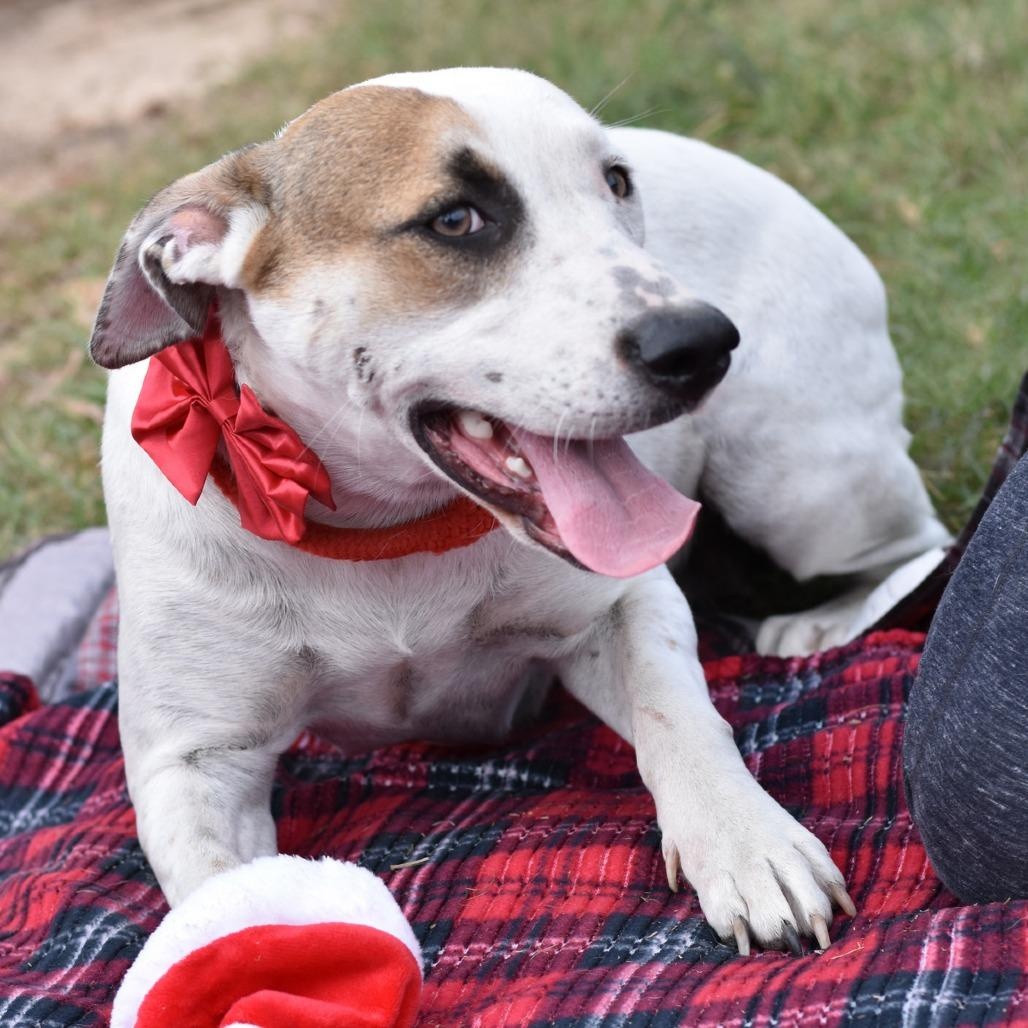 Enlarge Ivy, a Adoptable Mixed Breed in Frederick, MD image 5/5