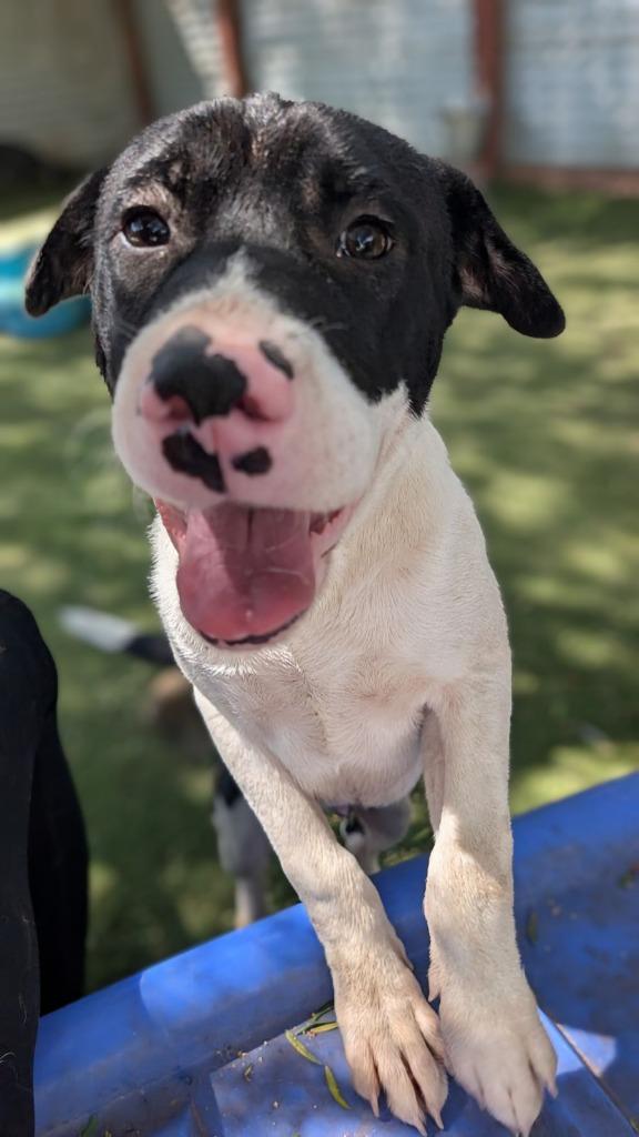 Enlarge Harley, a Adoptable mixed breed in San Diego, CA image 1/1