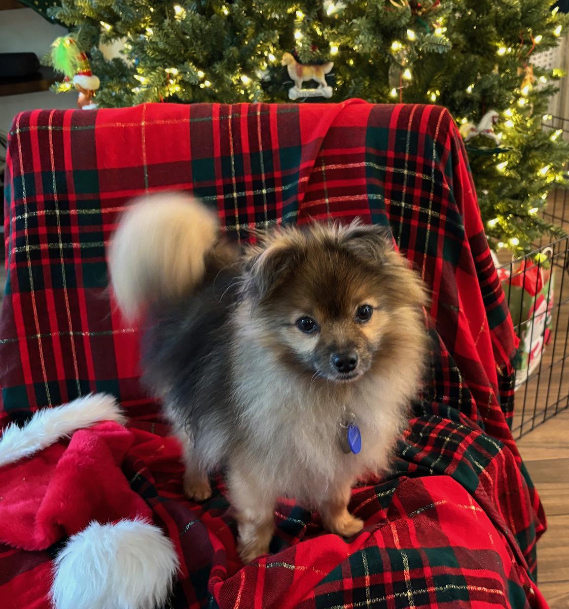 Timmy, Adoptable, Senior Male Pomeranian.