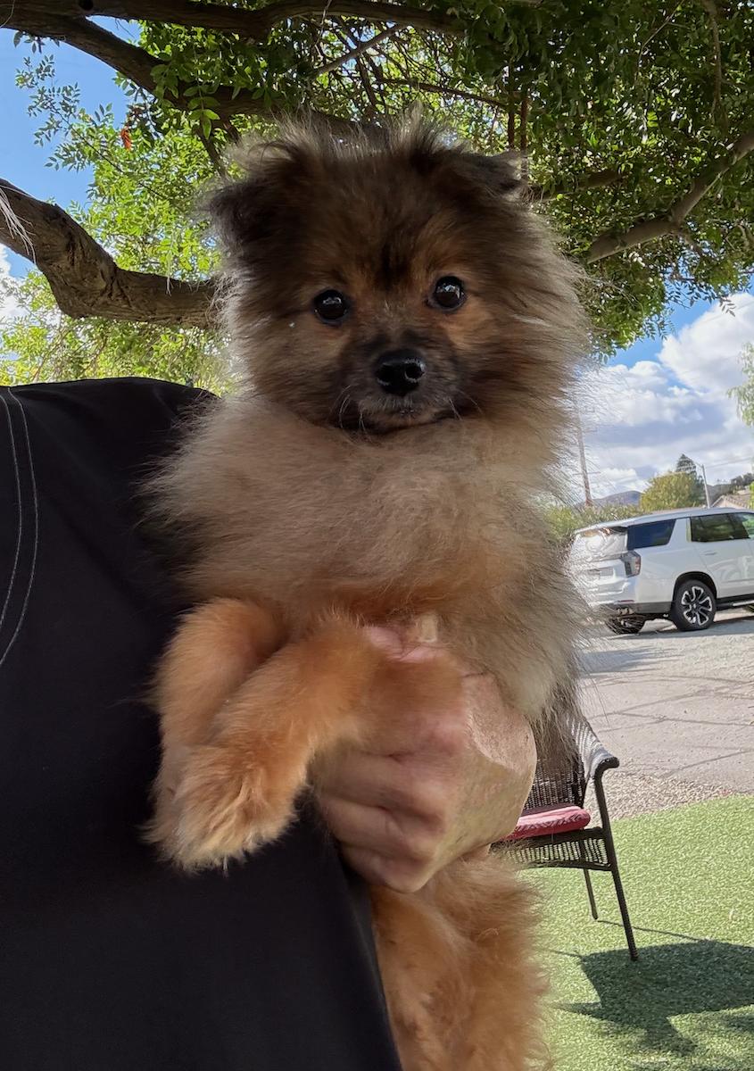 Enlarge Timmy, a Adoptable Pomeranian in Temecula, CA image 2/2