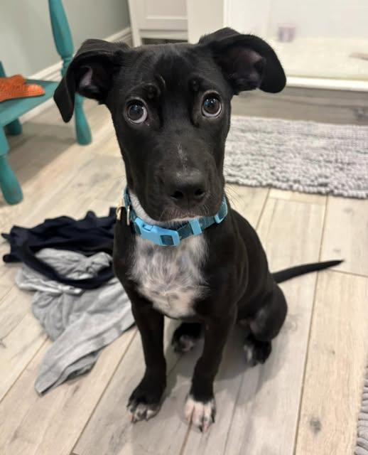 Ebony, Adoptable, Young Female Labrador Retriever.
