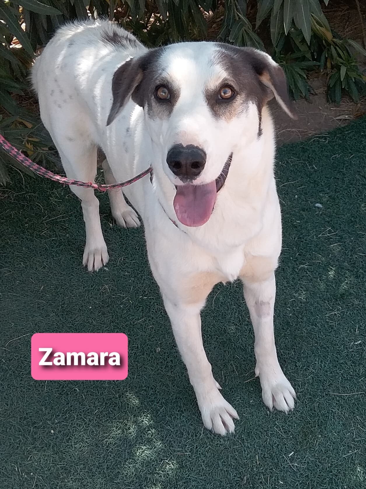 Enlarge Zamara aka Zulu, a Adoptable mixed breed in Las Vegas, NV image 4/5