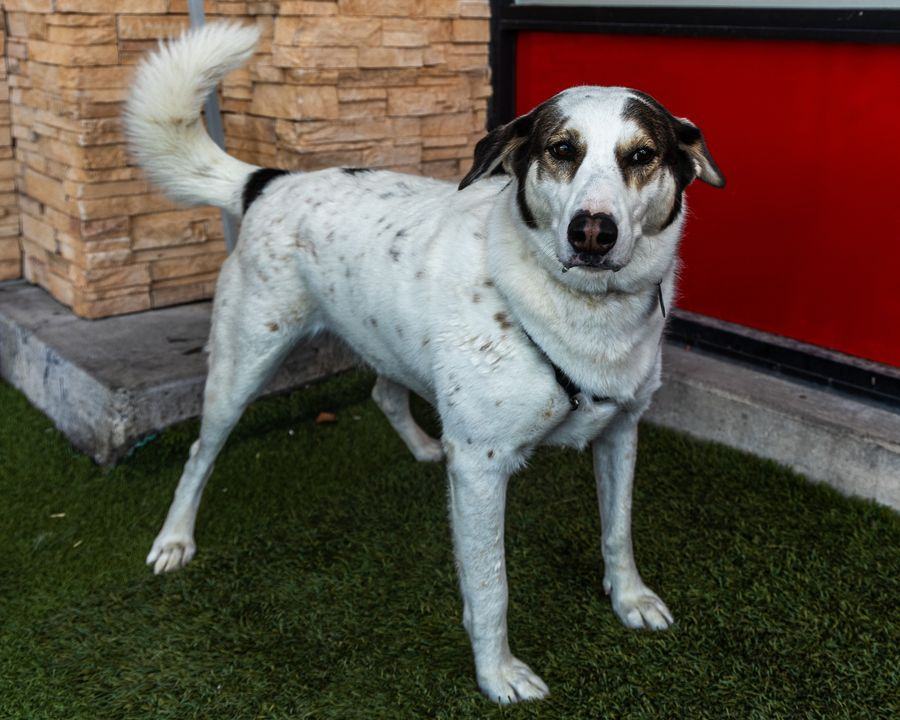 Enlarge Zamara aka Zulu, a Adoptable mixed breed in Las Vegas, NV image 1/5