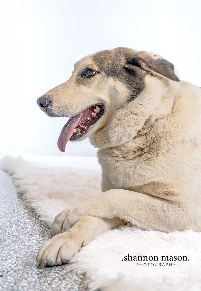 Enlarge Zamara aka Zulu, a Adoptable mixed breed in Las Vegas, NV image 3/5