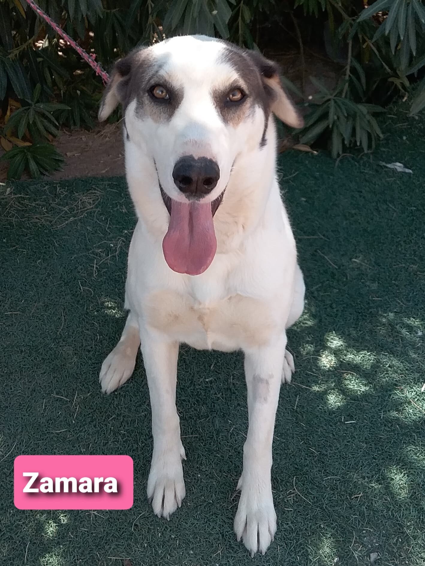 Enlarge Zamara aka Zulu, a Adoptable mixed breed in Las Vegas, NV image 5/5