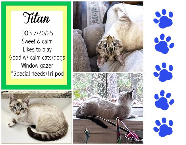 Enlarge Titan, a ADOPTABLE mixed breed in Longview, TX image 1/6