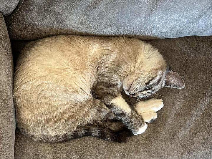 Enlarge Titan, a ADOPTABLE mixed breed in Longview, TX image 3/6