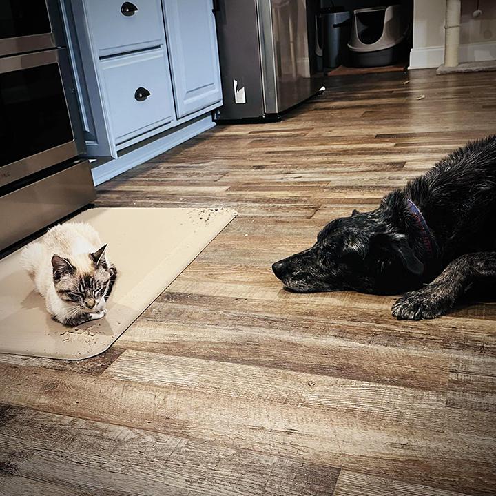 Enlarge Titan, a ADOPTABLE mixed breed in Longview, TX image 4/6