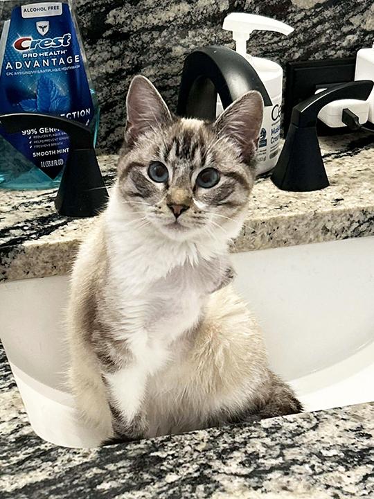 Enlarge Titan, a ADOPTABLE mixed breed in Longview, TX image 2/6