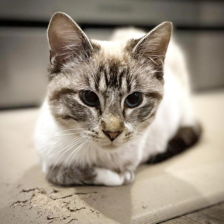 Enlarge Titan, a ADOPTABLE mixed breed in Longview, TX image 5/6