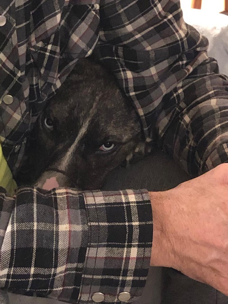 Zoe pending adoption, a Adoptable Mixed Breed in Saskatoon, SK image 3/6