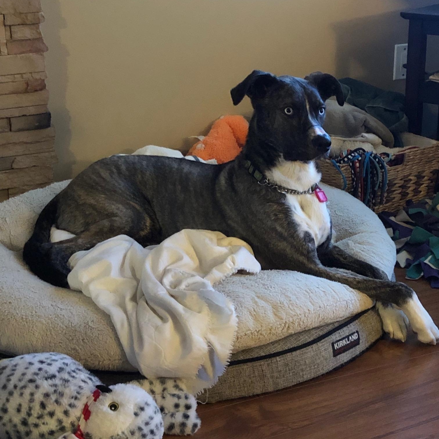 Zoe pending adoption, a Adoptable Mixed Breed in Saskatoon, SK image 2/6