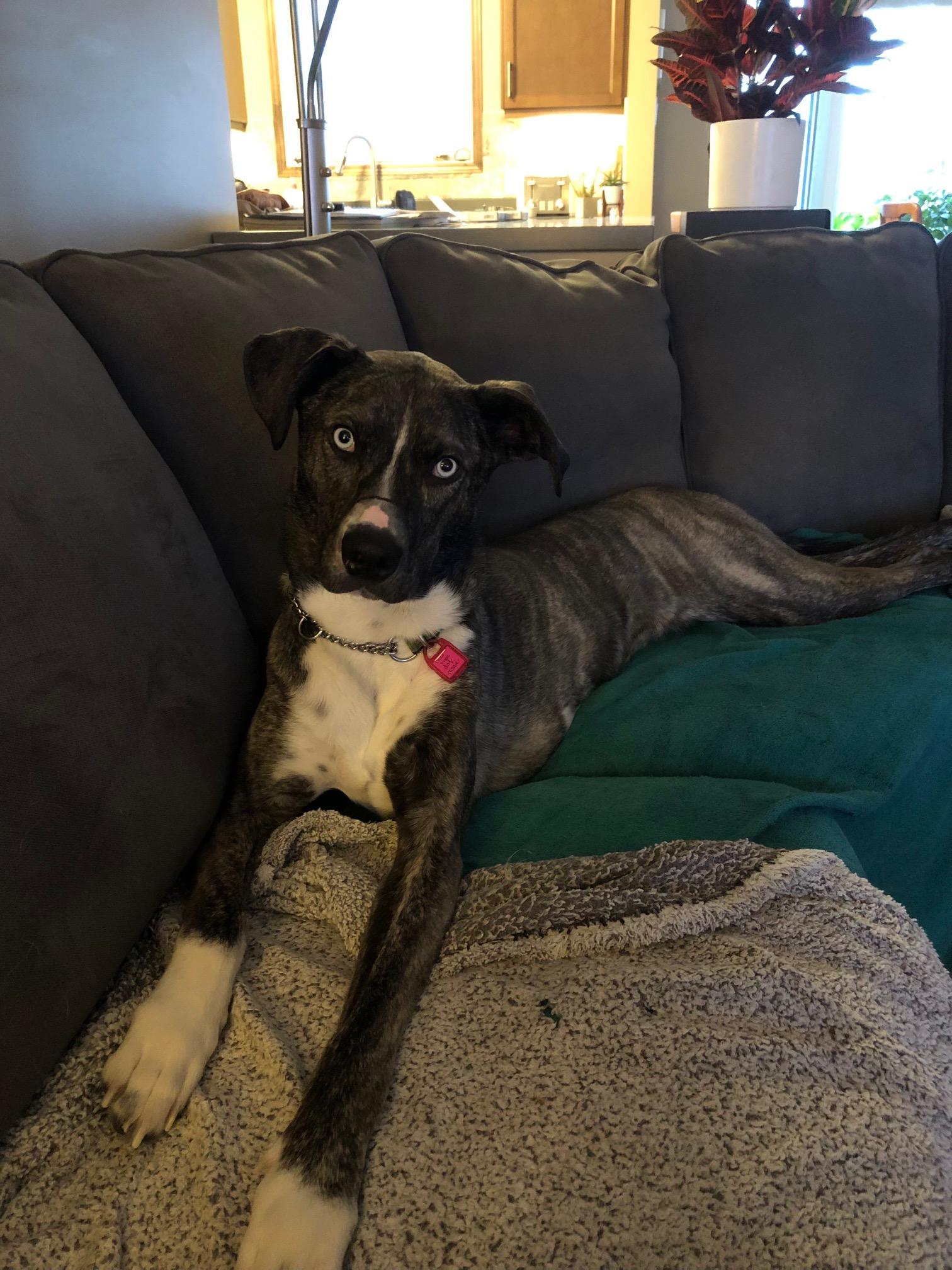 Zoe pending adoption, a Adoptable Mixed Breed in Saskatoon, SK image 4/6