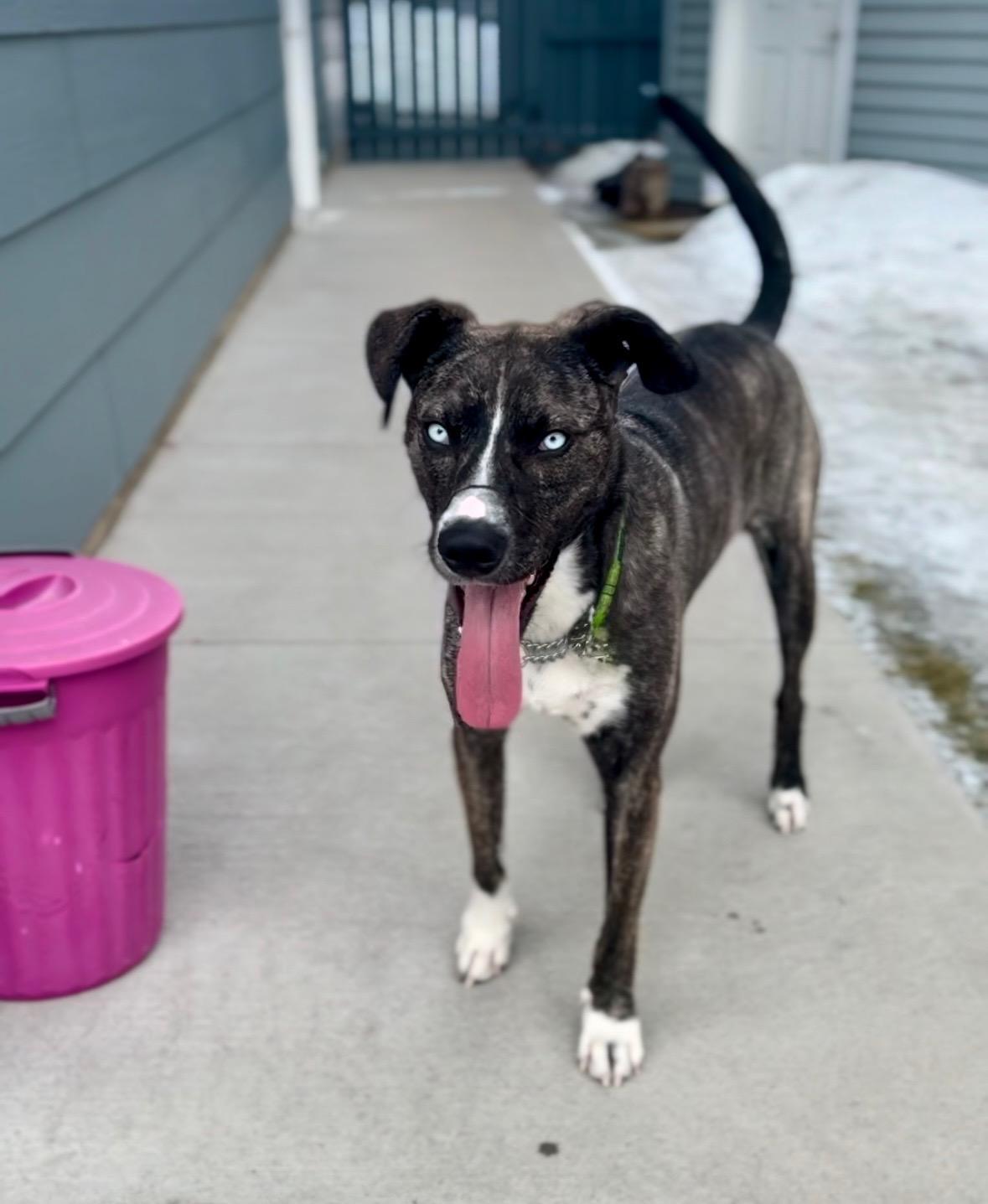 Zoe, a Adoptable Mixed Breed in Saskatoon, SK image 1/5