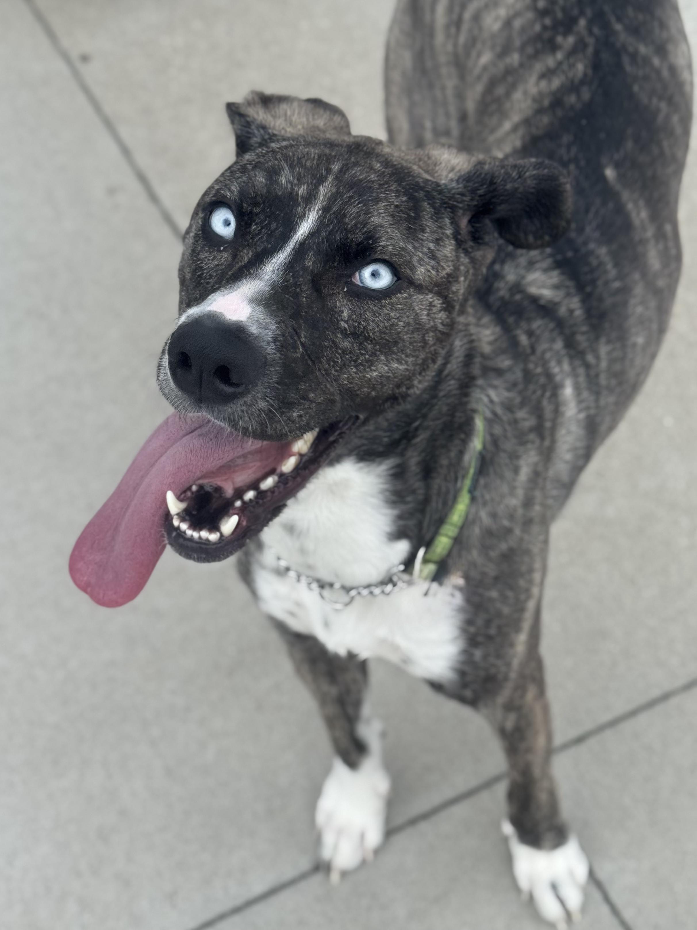 Zoe, an adoptable Mixed Breed in Saskatoon, SK, S7H 0W2 | Photo Image 4