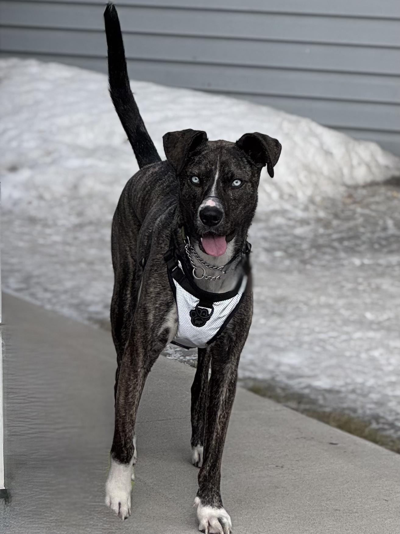 Zoe, a Adoptable Mixed Breed in Saskatoon, SK image 3/5
