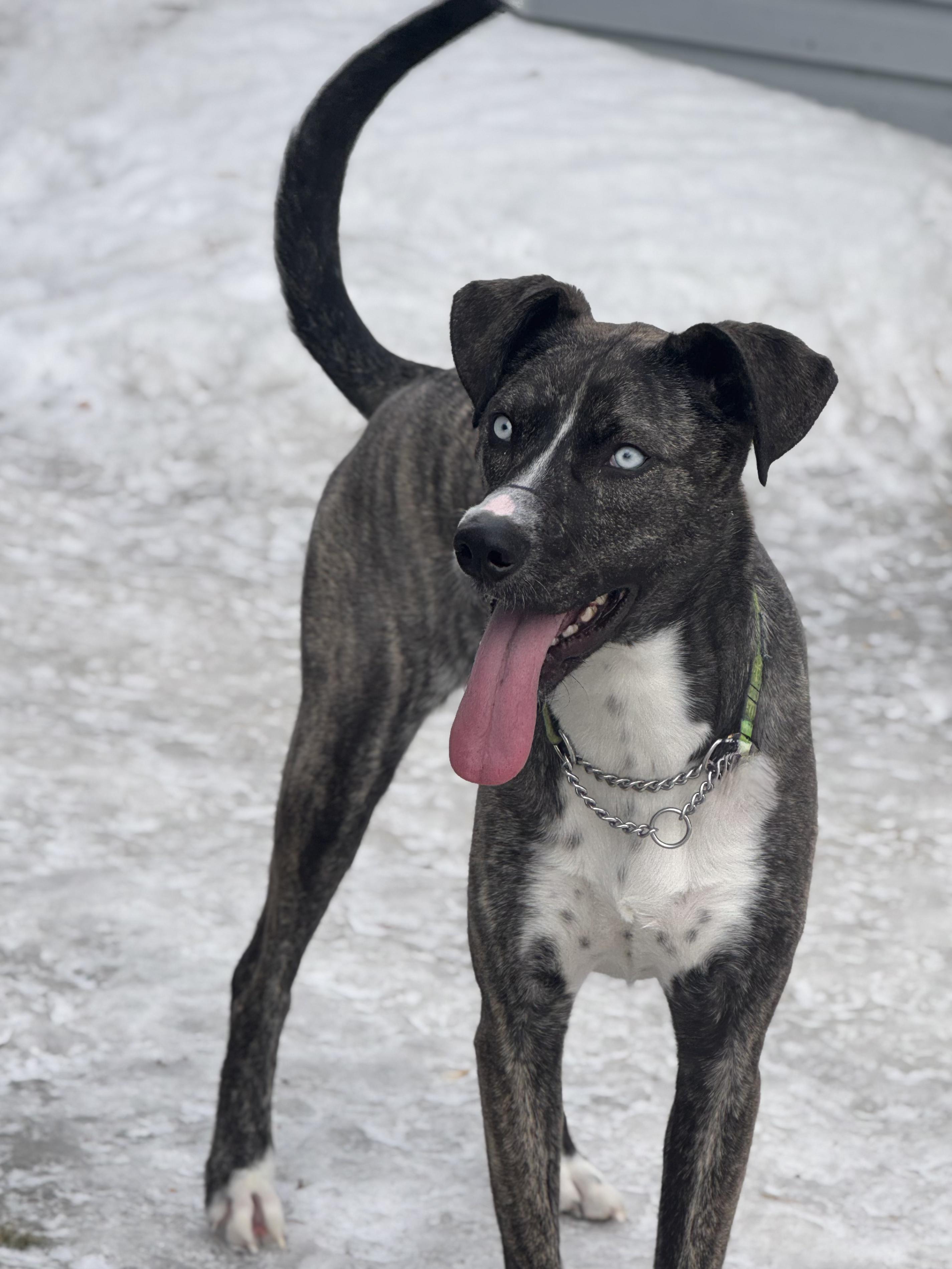 Zoe, a Adoptable Mixed Breed in Saskatoon, SK image 5/5