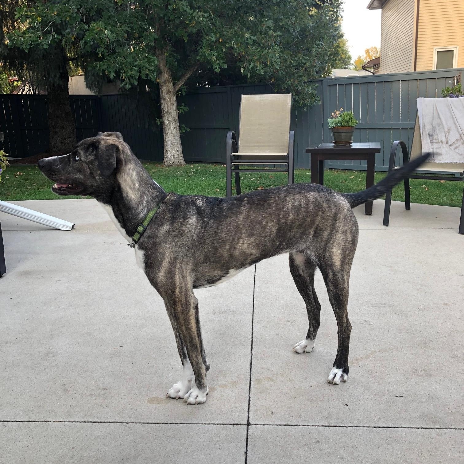 Zoe pending adoption, a Adoptable Mixed Breed in Saskatoon, SK image 6/6