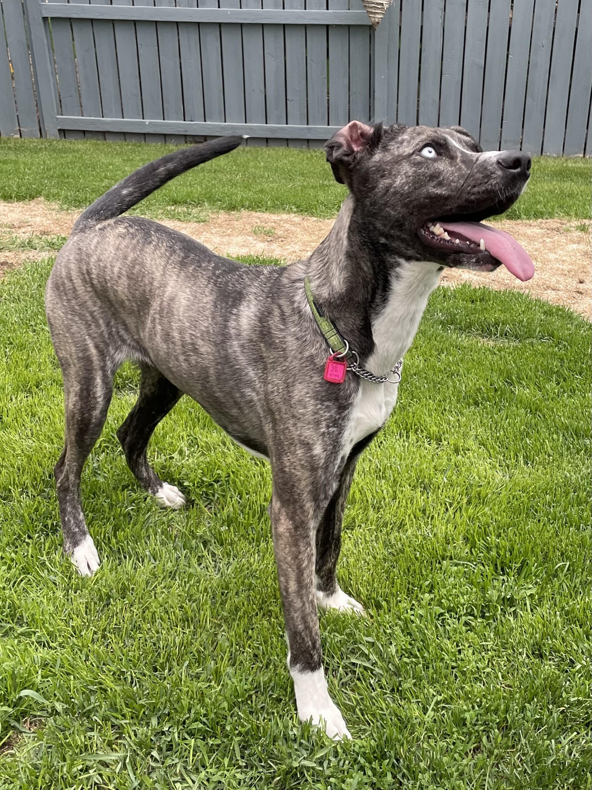 Zoe, an adoptable Mixed Breed in Saskatoon, SK, S7H 0W2 | Photo Image 2