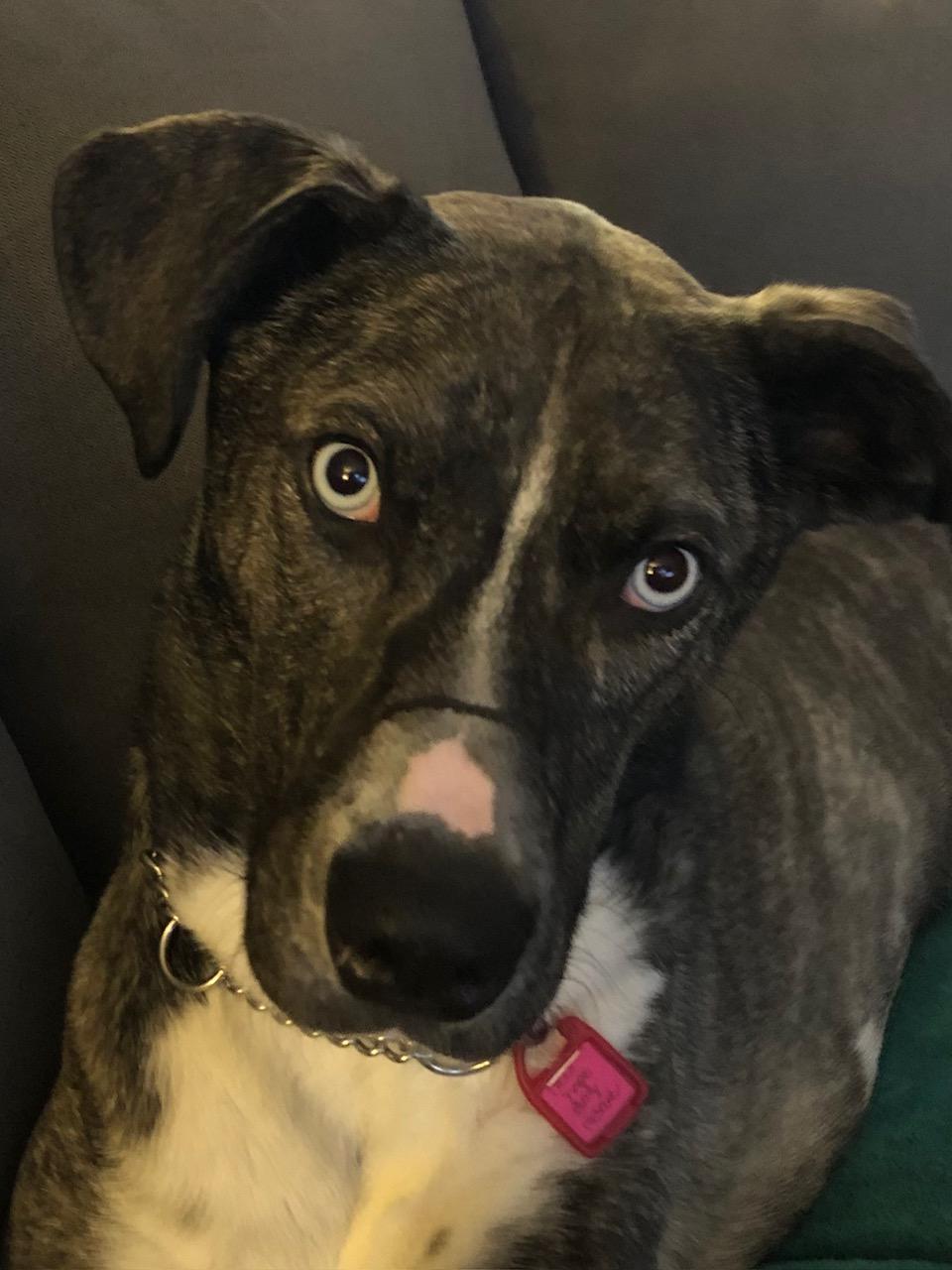 Zoe pending adoption, Adoptable, Young Female Mixed Breed.