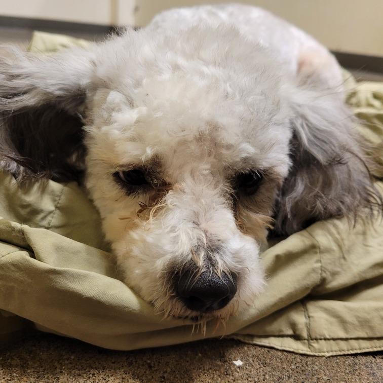 Poncho, Adoptable, Adult Male Poodle.