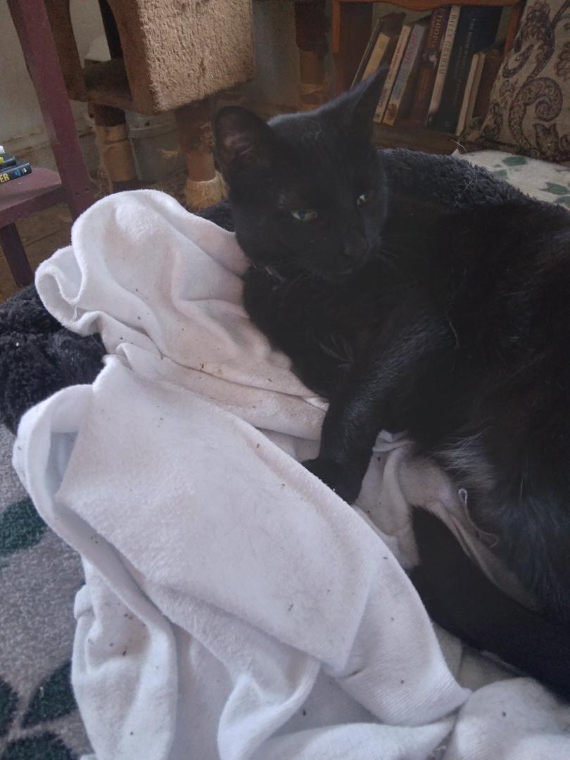 Enlarge HAZEL, a Adoptable Domestic Short Hair in Northfield, OH image 1/2