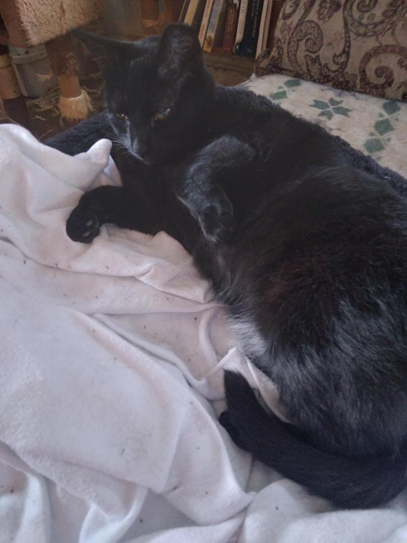 Enlarge HAZEL, a Adoptable Domestic Short Hair in Northfield, OH image 2/2