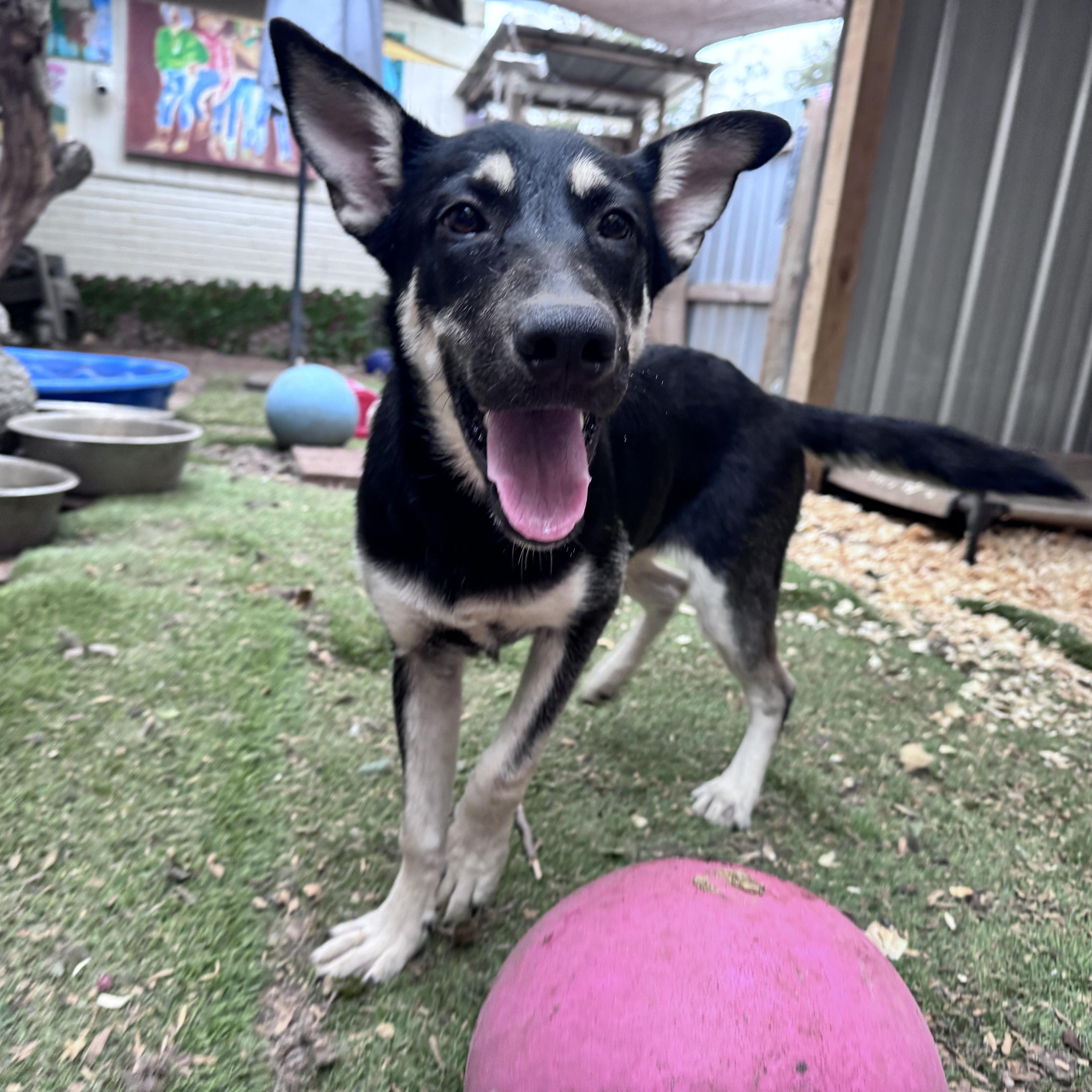 Lainey, a ADOPTABLE mixed breed in Hillsborough, NJ image 4/4