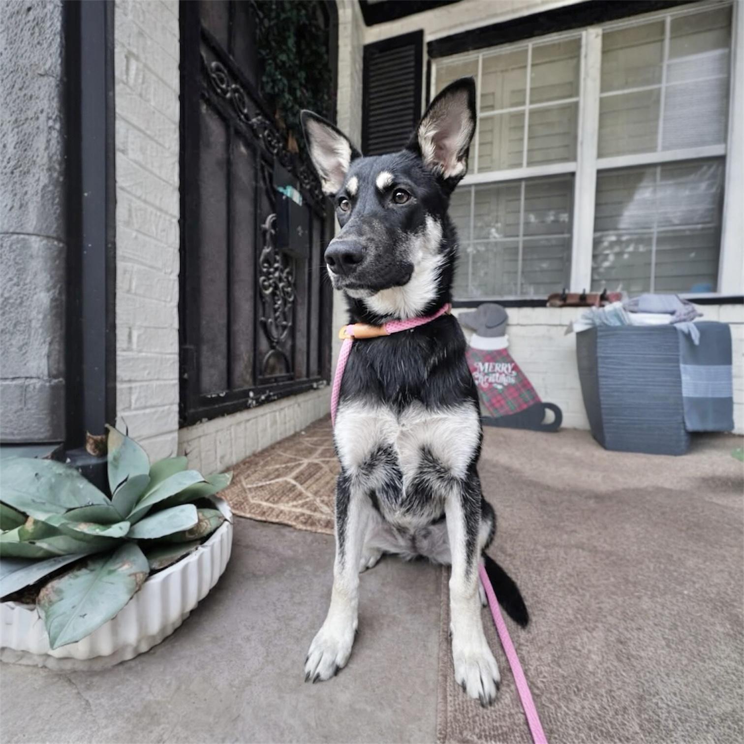 Lainey, a ADOPTABLE mixed breed in Hillsborough, NJ image 3/4