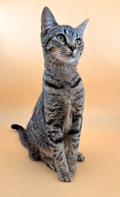 Birdie , ADOPTABLE, Adult Female Domestic Short Hair.