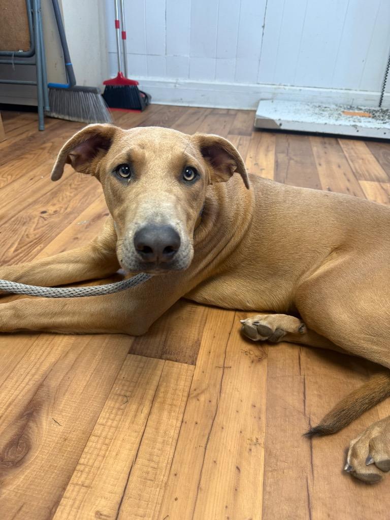 Fudge, Adoptable, Young Male Hound & Doberman Pinscher.