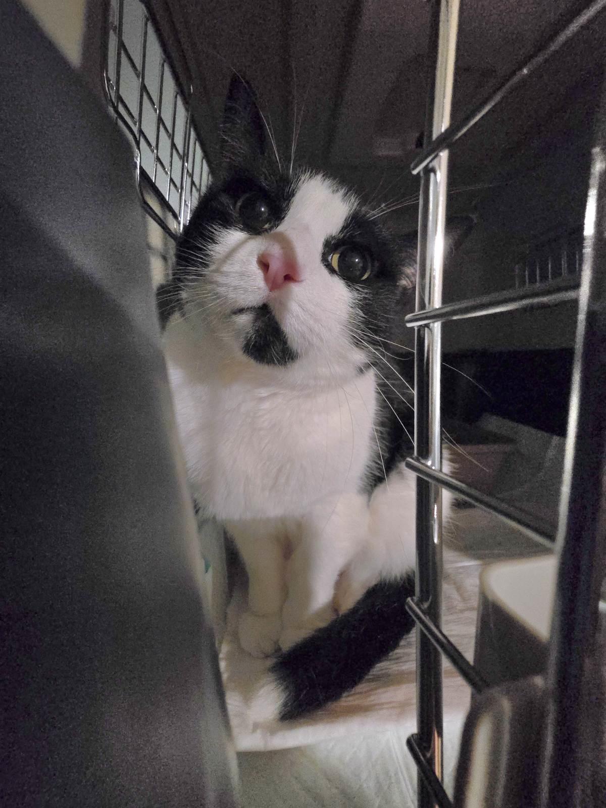 Oreo Birdie