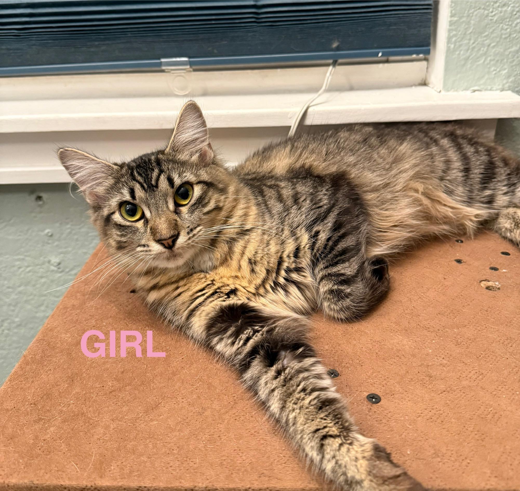 Enlarge Mary-Kate, a Adoptable Tabby in Tustin, CA image 1/1