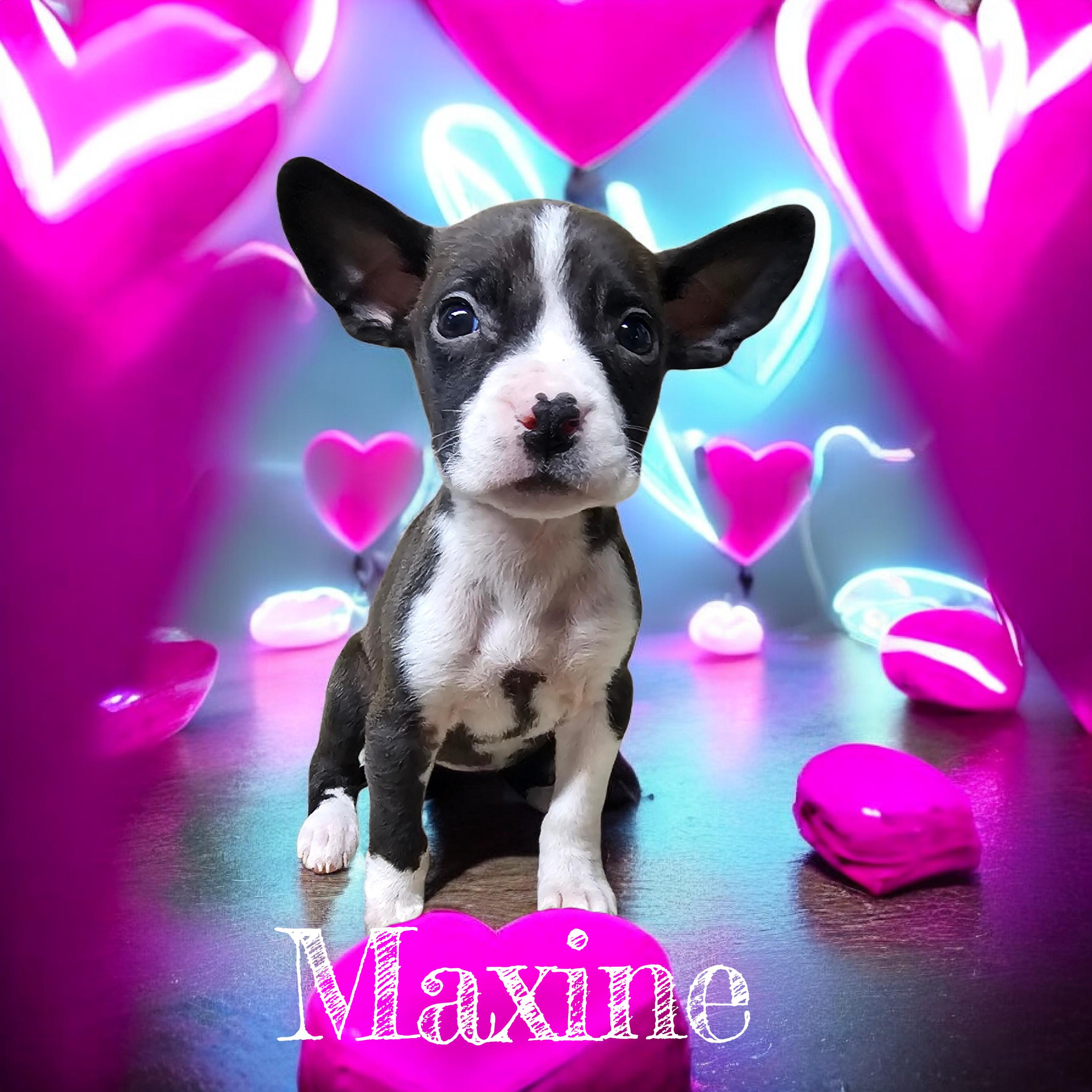 Maxine, adopted, Puppy Female Boxer.